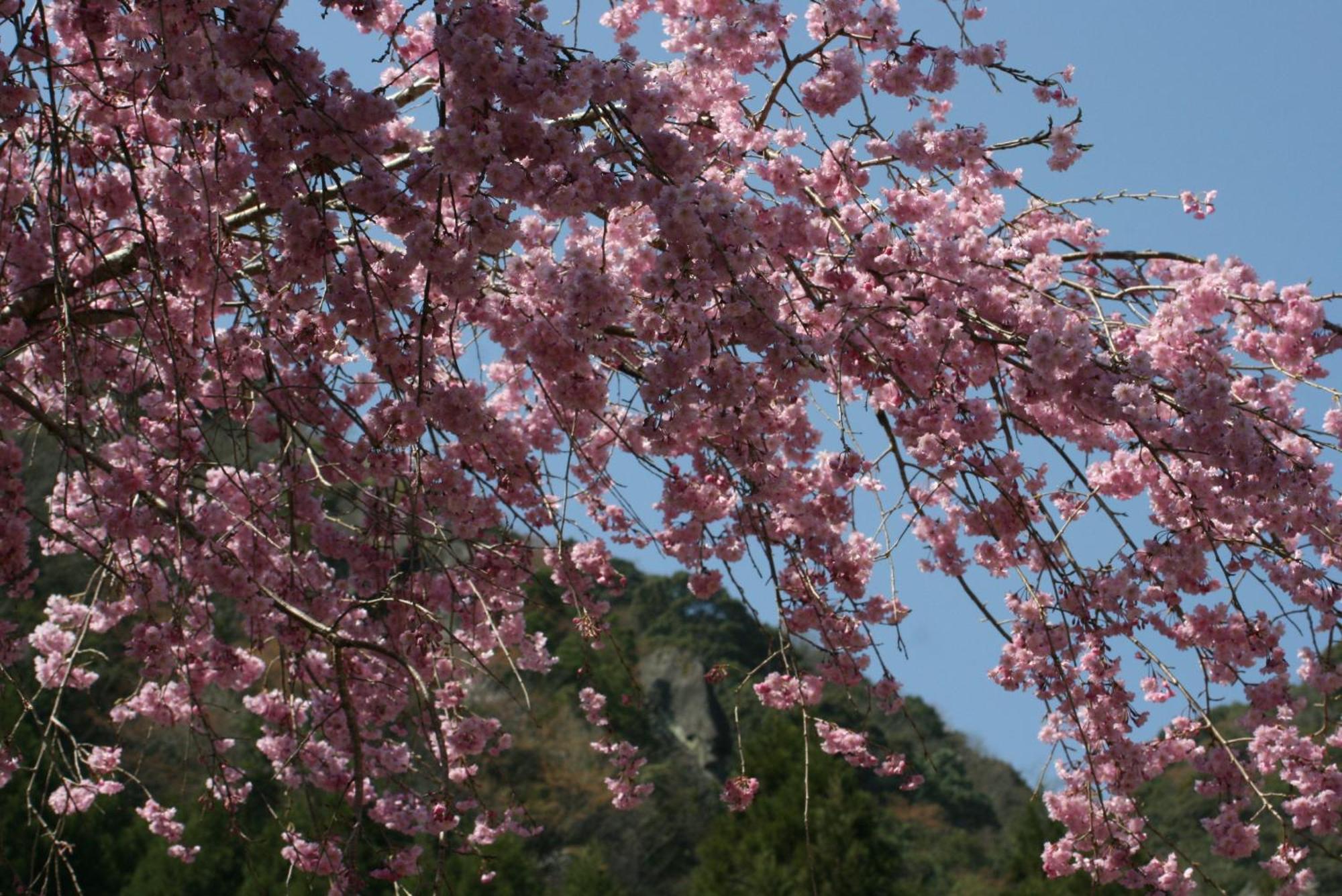 Auberge Funoki Nakatsu Εξωτερικό φωτογραφία